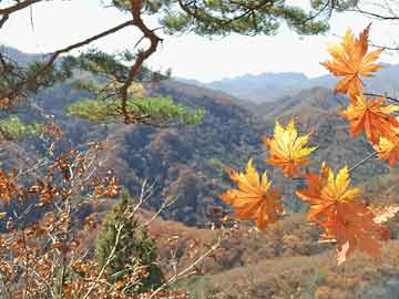 四川育苗袋批发，优质育苗袋选择与采购指南