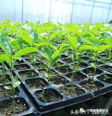 无纺布育苗袋直接种植技术，革新植物栽培方式的实践探索