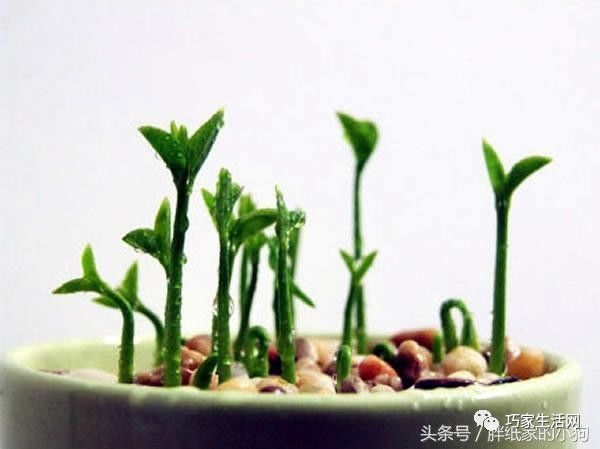 创新种植法，育苗袋盆栽植入土壤中的实践