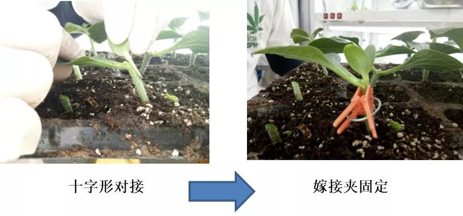 美植袋育苗技术详解步骤指南