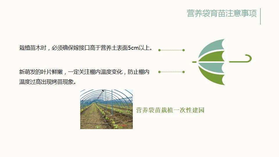 营养袋育苗土壤优化配比研究及其实际应用