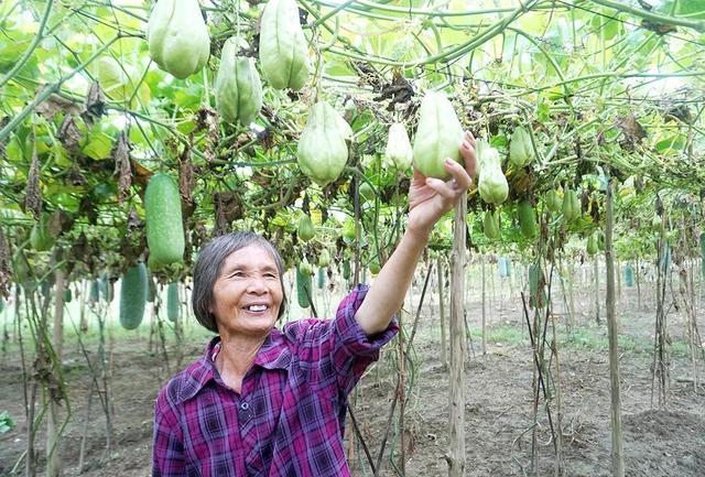 创新种植技术，育苗袋种瓜的探索与实践