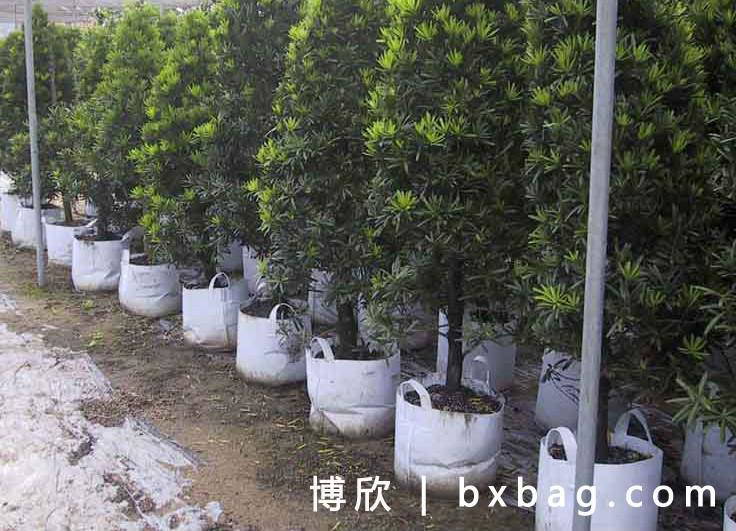 农业种植的革命性创新，特大育苗袋应用引领变革