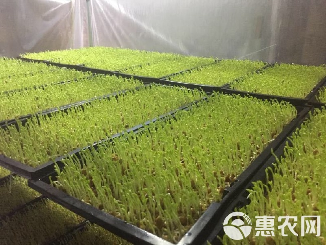 豆芽育苗袋，绿色革命引领传统农业种植技术的革新之路