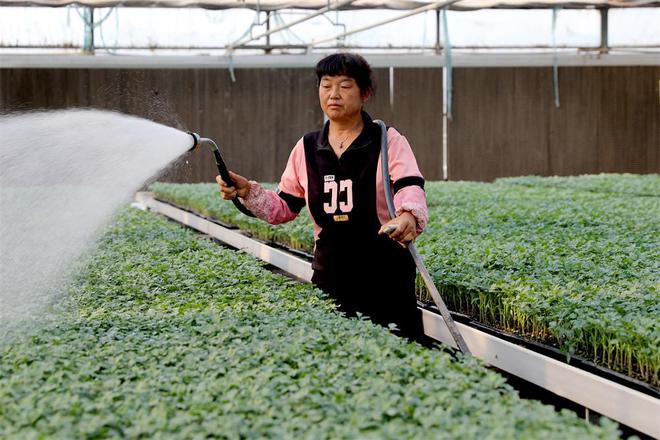 育苗袋番茄，高效可持续的种植革命