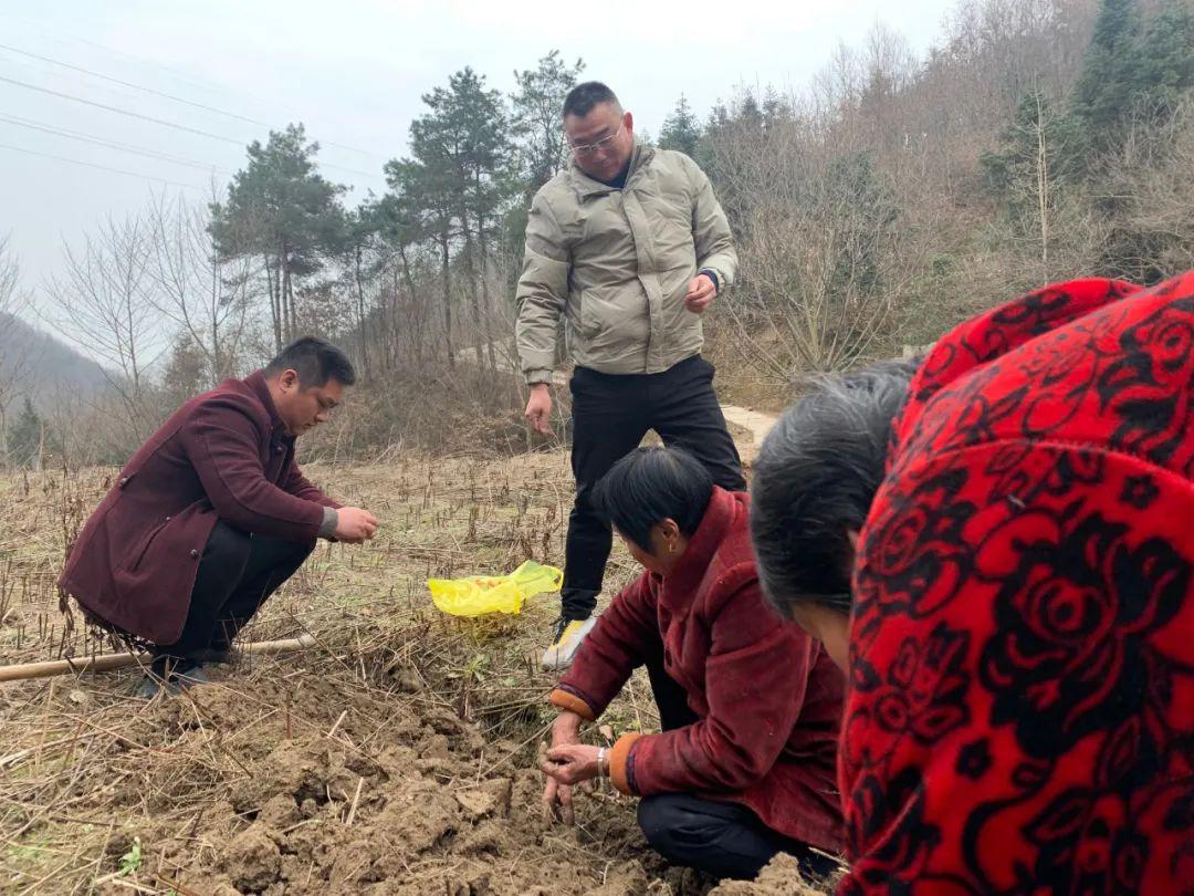 育苗袋白芨，高效种植技术的探索与实践