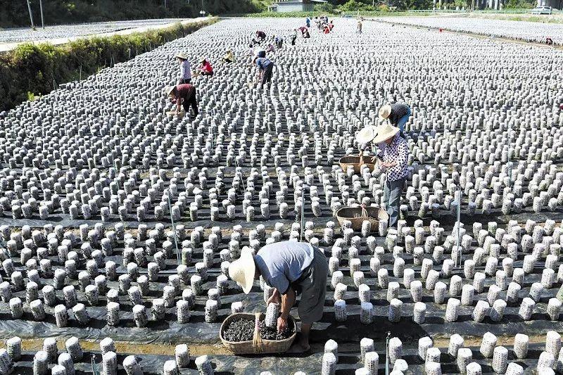 烟叶育苗袋，现代烟草种植革新之选