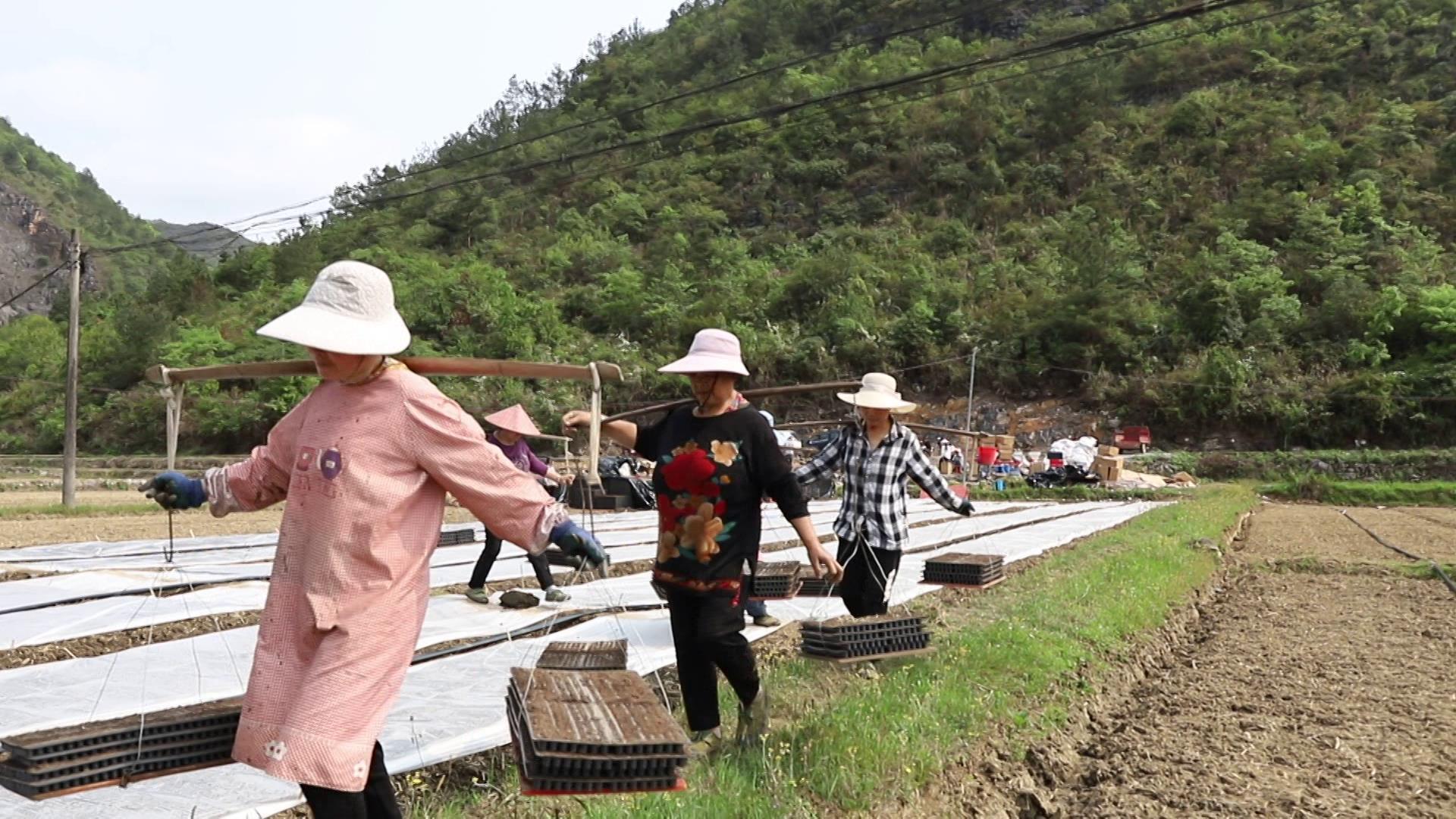 育苗袋整理技术，提升育苗效率与品质的核心环节