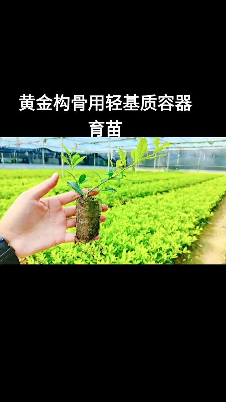 树苗营养袋育苗袋，现代林业育苗技术的核心应用