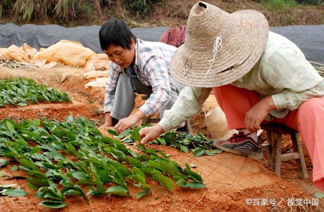 茶叶种植技术革新，育苗袋育苗方法及视频教程详解