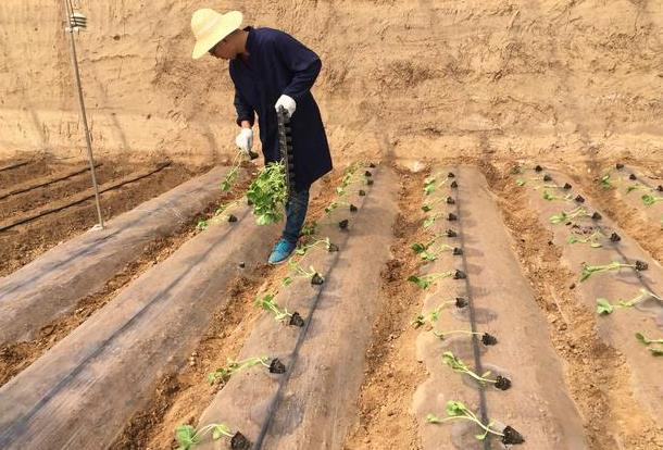 蔬菜育苗袋育苗移栽技术全面解析