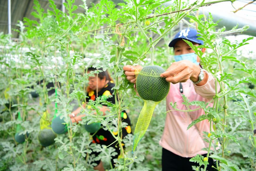 西瓜育苗与育苗袋大小选择技巧