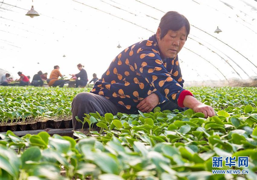 育苗袋种树技术的探索与实践研究