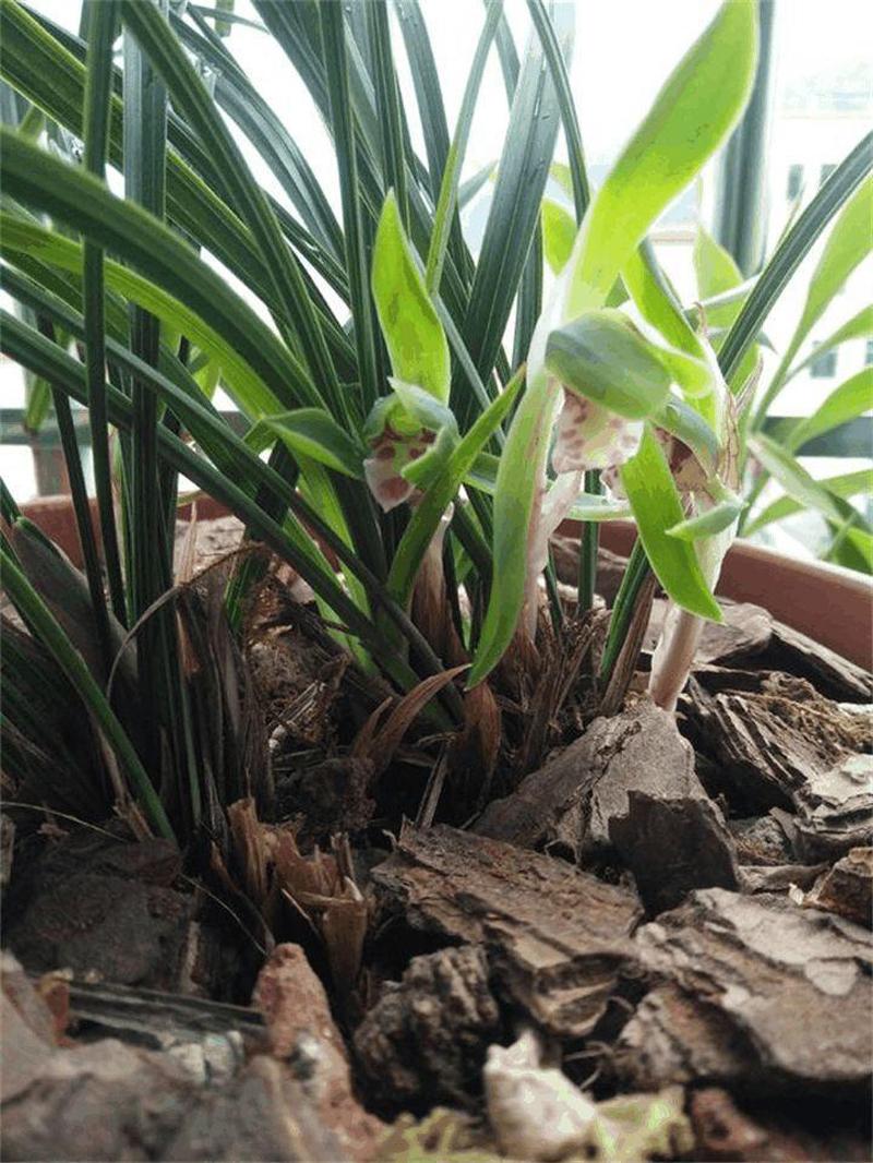 育苗袋种植兰花的技术及其优势概览