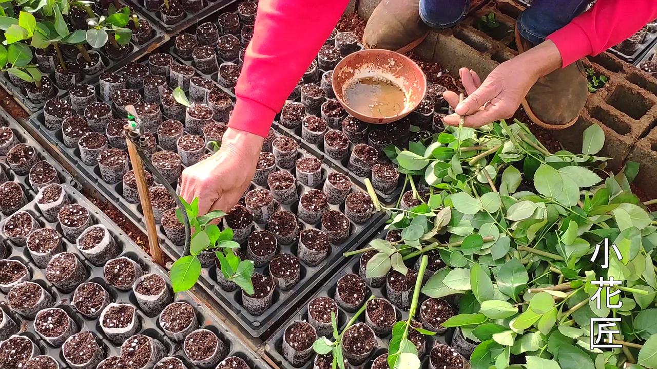 月季育苗袋与定植技术的深入探究