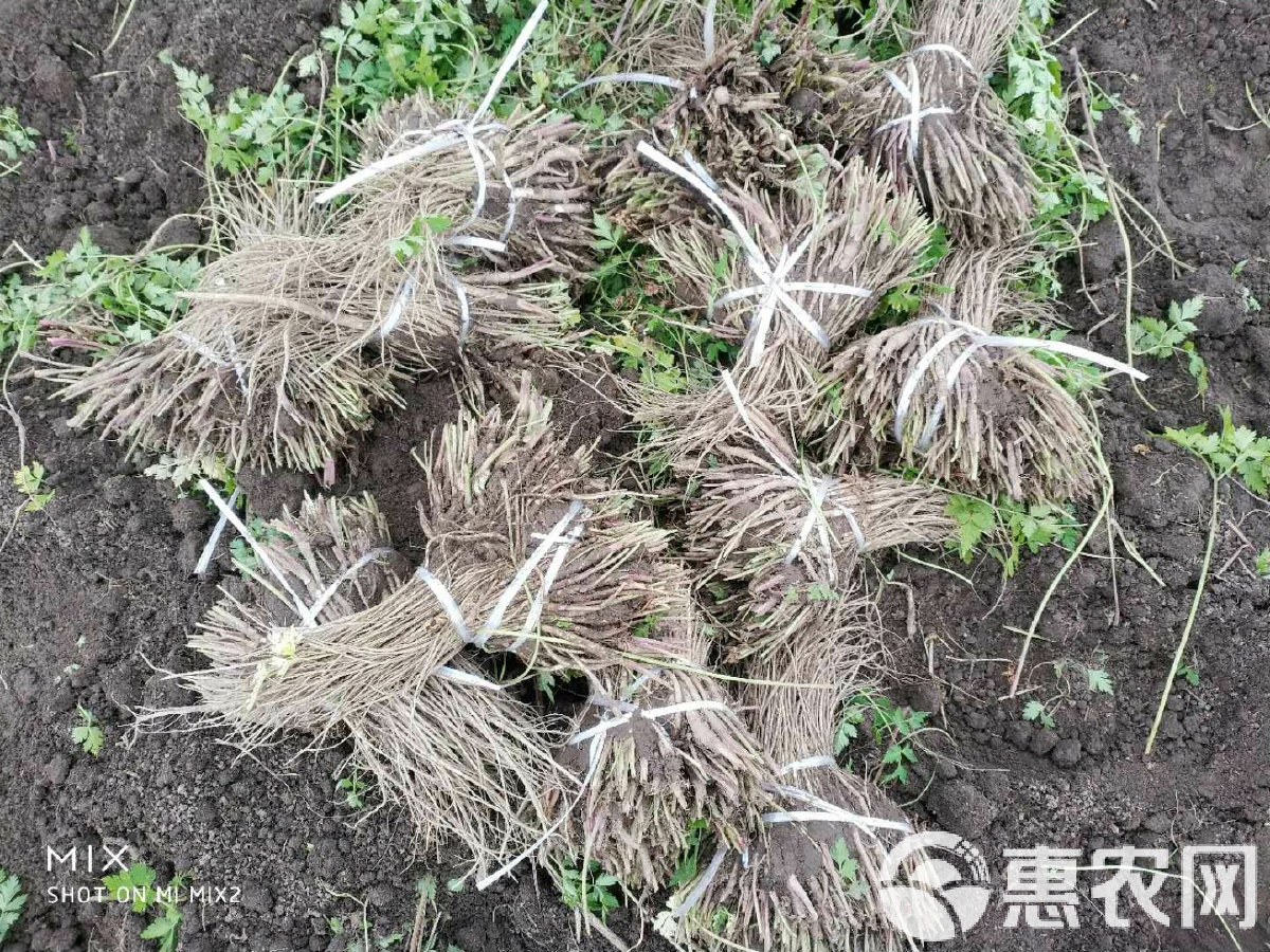 塑料当归育苗袋，现代农业种植技术的革新利器