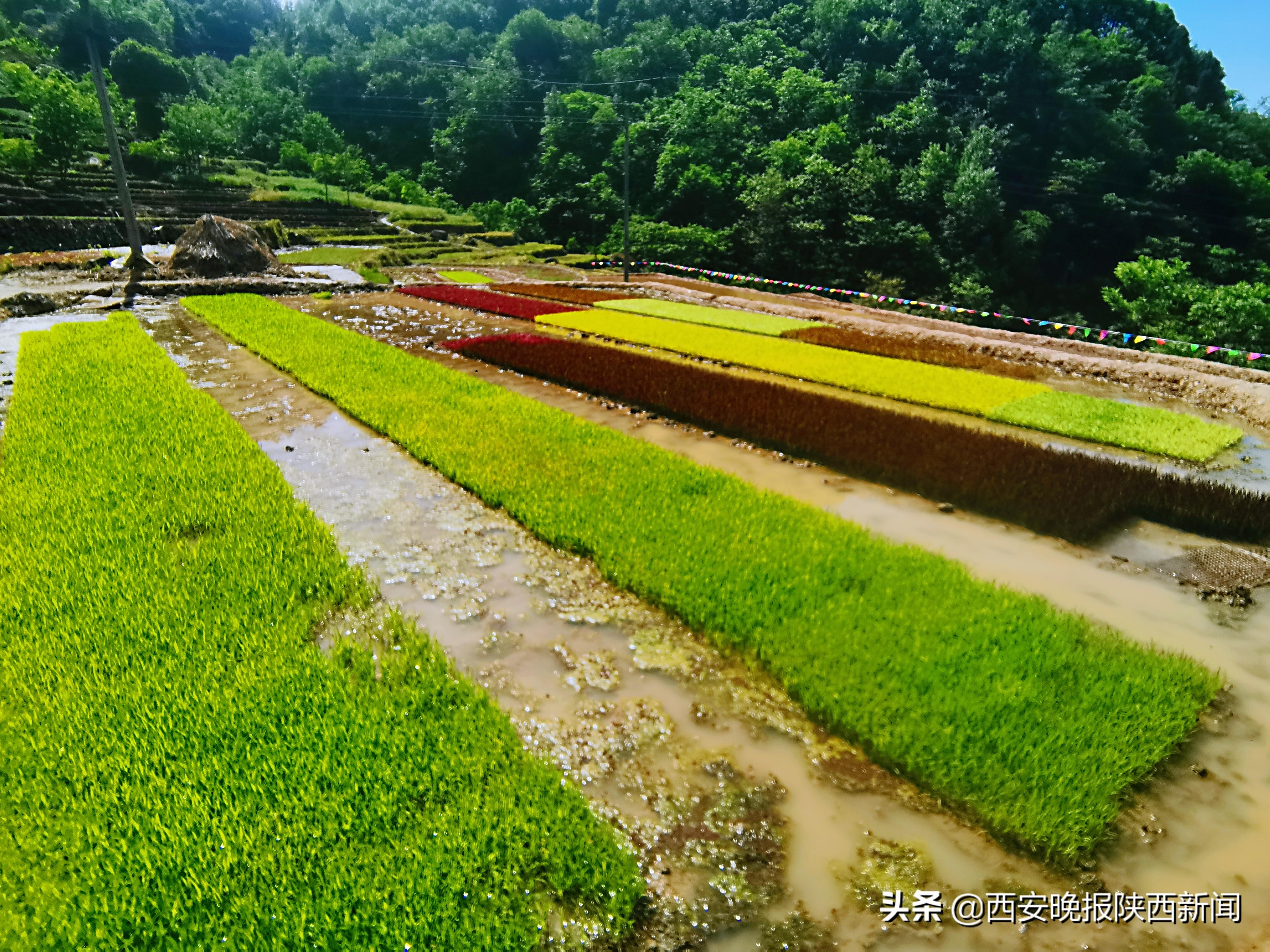 现代育苗技术展示，育苗袋应用与解析视频