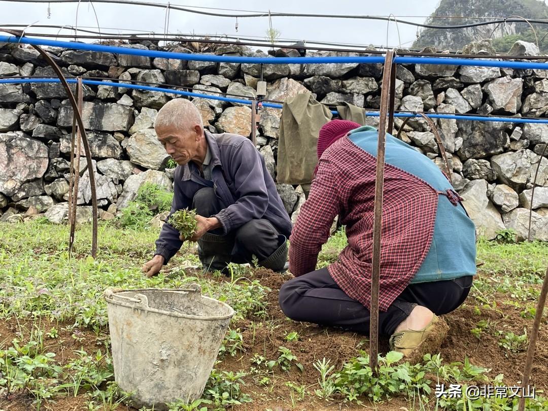 香椿营养袋育苗技术，高效可持续的农业种植新方法