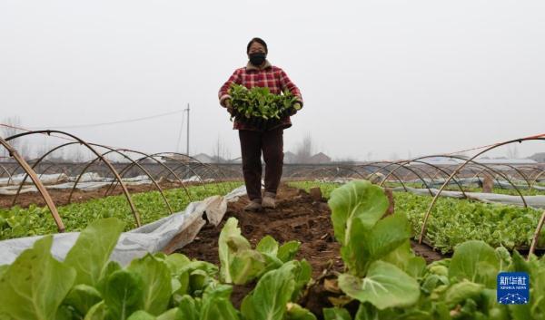 营养袋白菜育苗技术及其应用概览