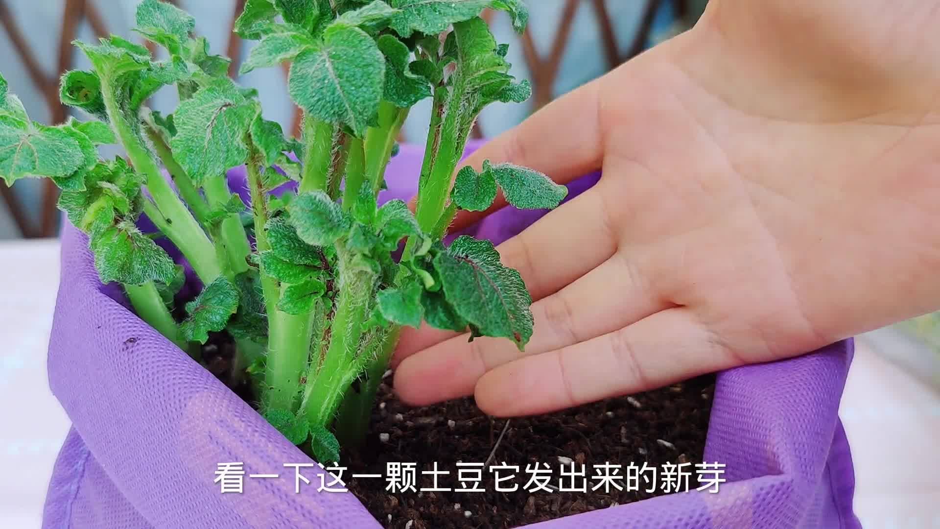 育苗袋种植土豆技术及其优势探究