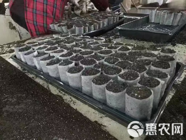 育苗盒与育苗袋的差异及应用探讨