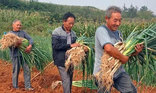 大葱种植与育苗袋应用，高效便捷农业技术探究