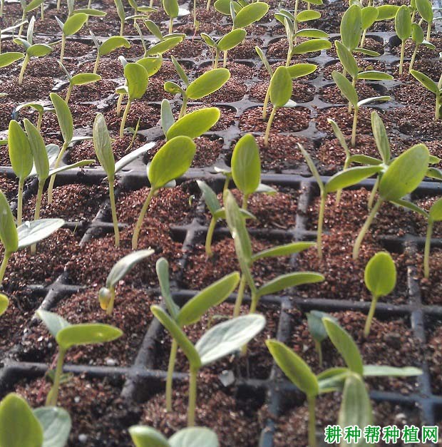 西葫芦育苗袋，农业种植创新之选