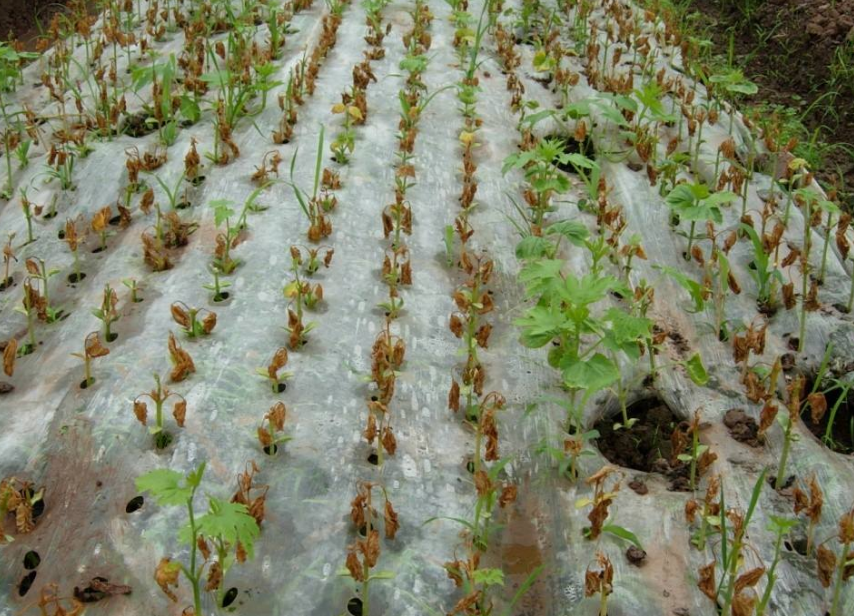 苦瓜育苗袋种植技术，优势与操作指南