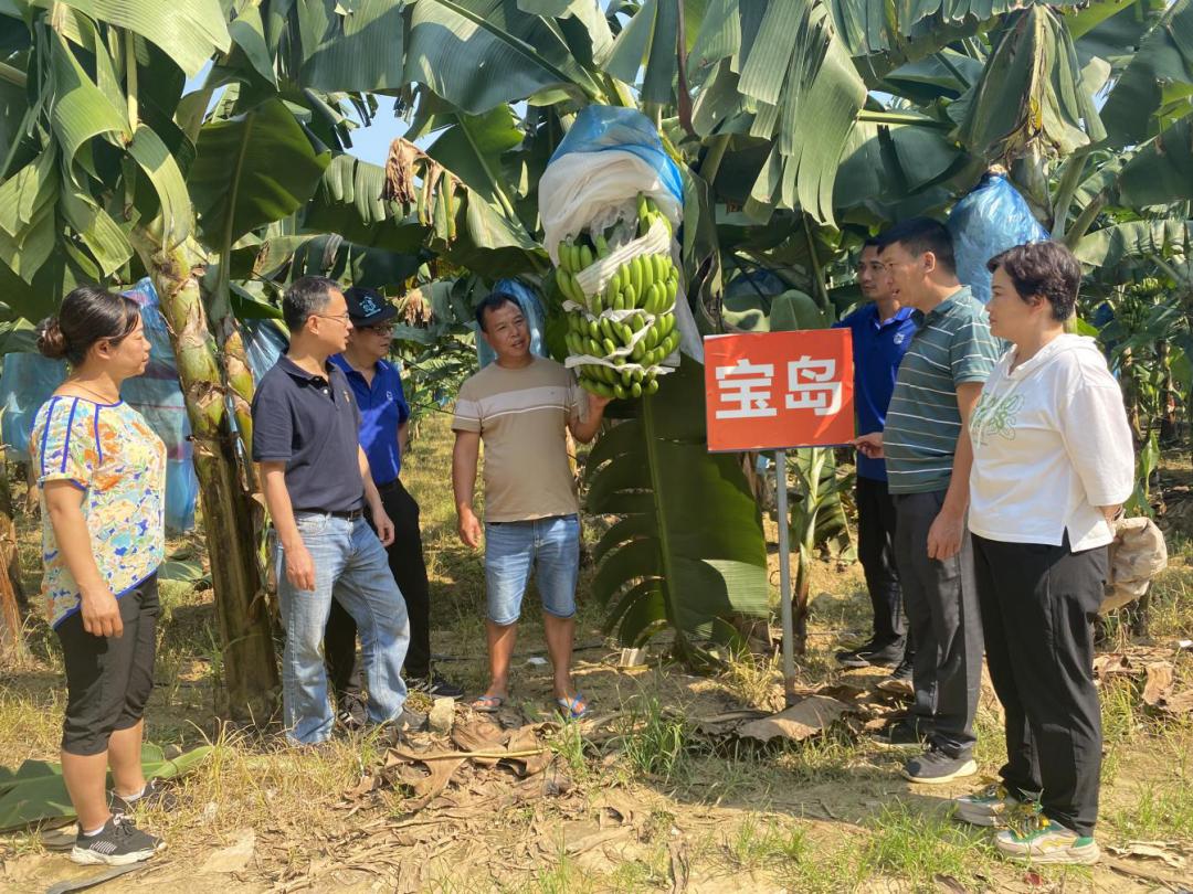 香蕉育苗袋大小的选择与实际应用指南