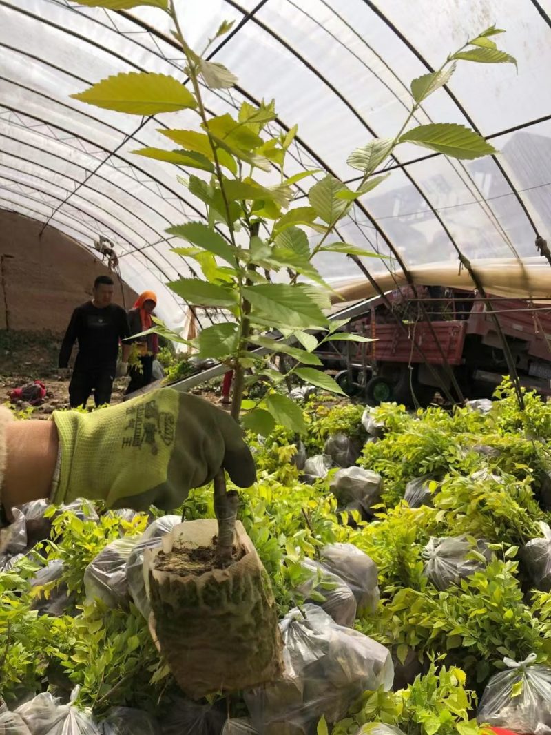 营养袋种植育苗技术及其应用概览