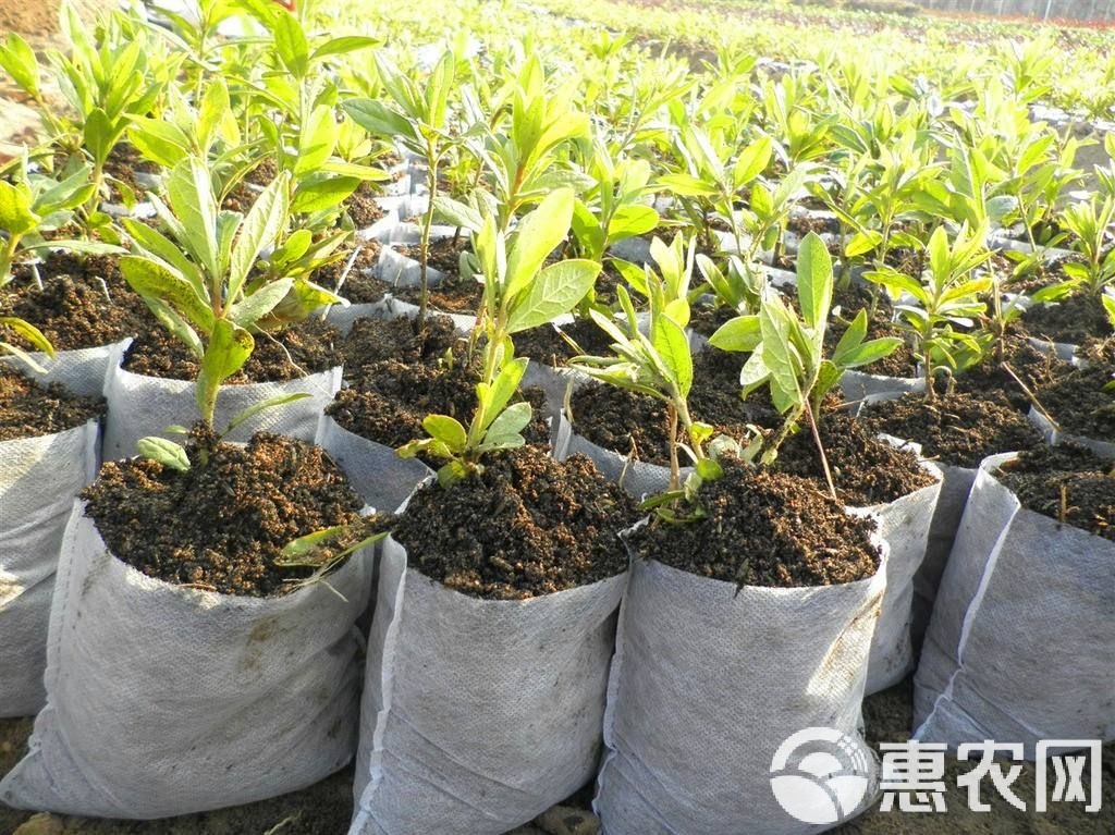 种育苗袋神器革新种植技术，助力绿色未来发展