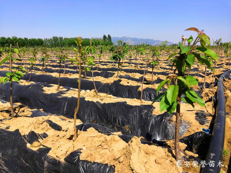 大樱桃育苗袋，现代农业种植技术的创新引领者