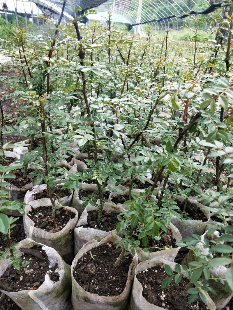 花椒育苗营养袋，培育健康花椒树苗的秘诀