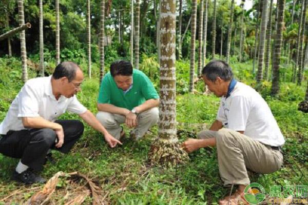 环保槟榔育苗袋，绿色生态种植的新途径