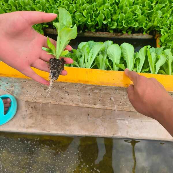 生菜育苗袋种植技术，高效环保的种植方式