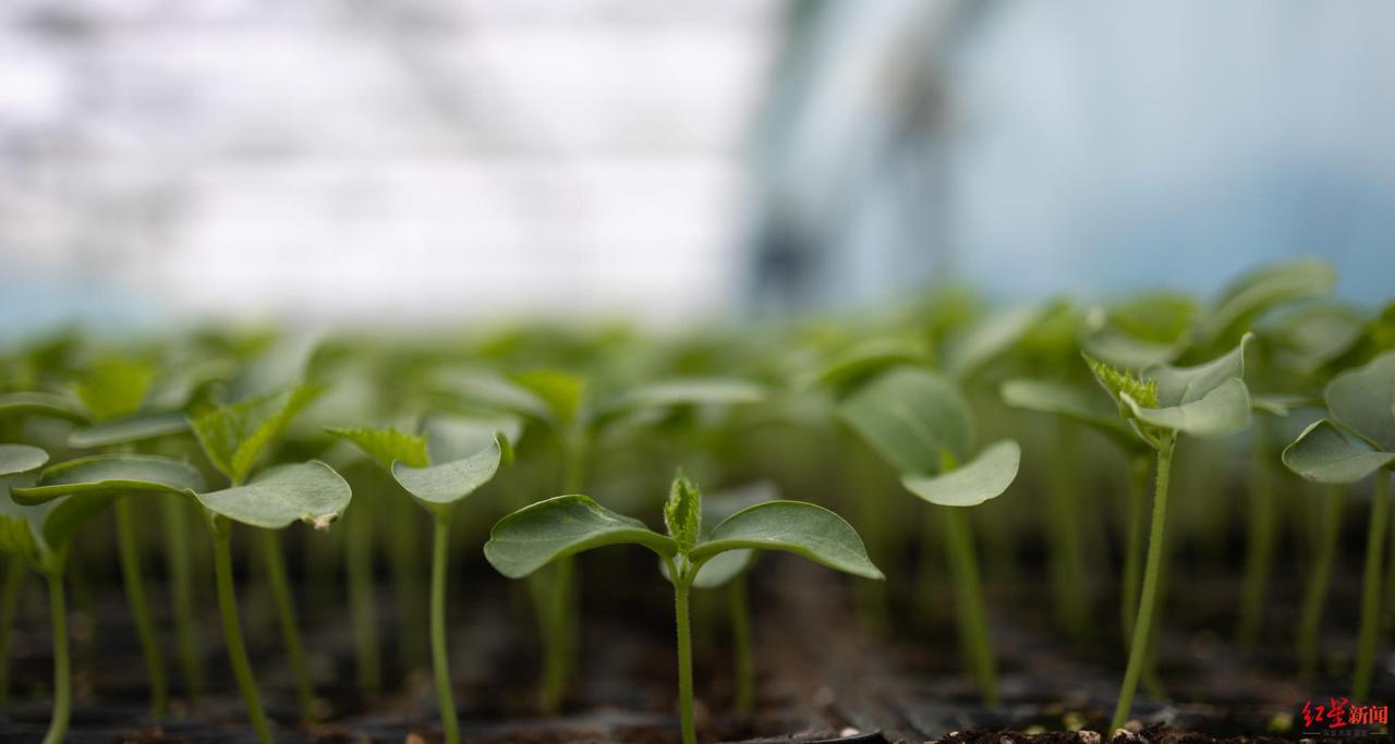 现代农业种植技术的创新之选，黑色保温育苗袋