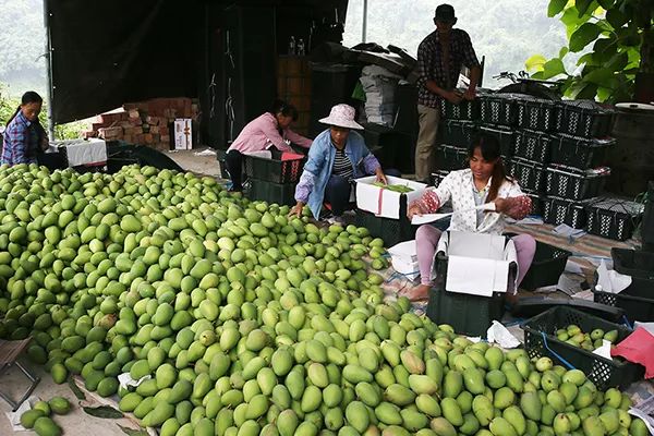 海南水果育苗袋，技术革新助力产业繁荣的助推器