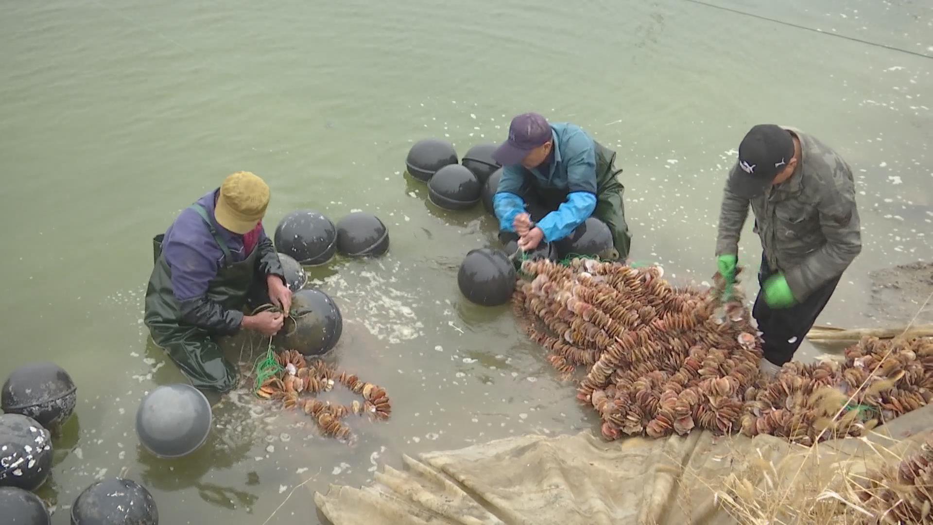 生产育苗袋技术流程与操作指南视频教程