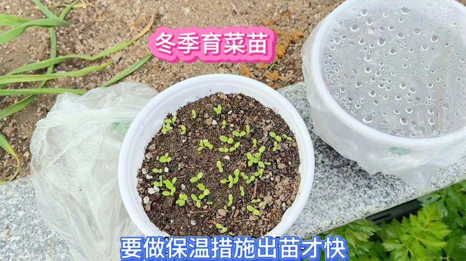 育苗袋快速种植技术，开启传统农业新篇章