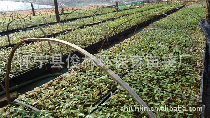 农业种植新选择，最大无纺布育苗袋应用推广