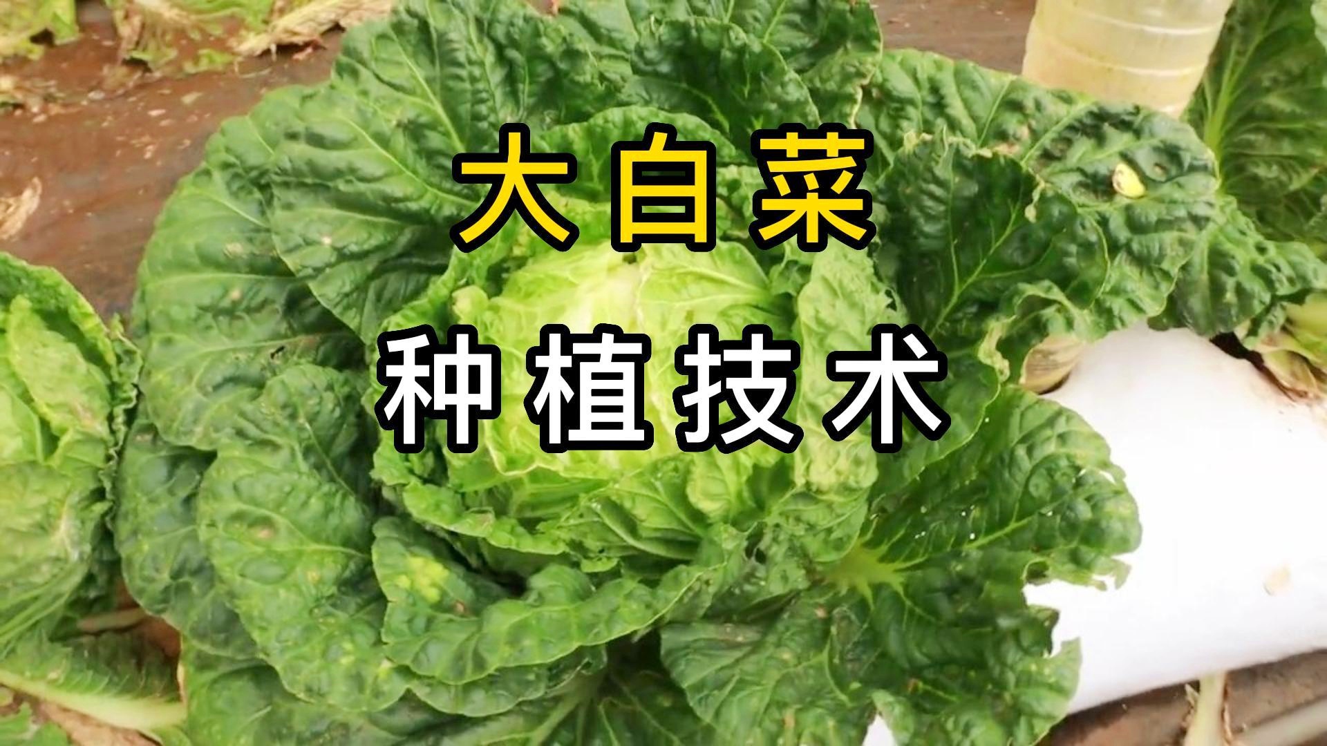 育苗袋种白菜的技术及其优势概览