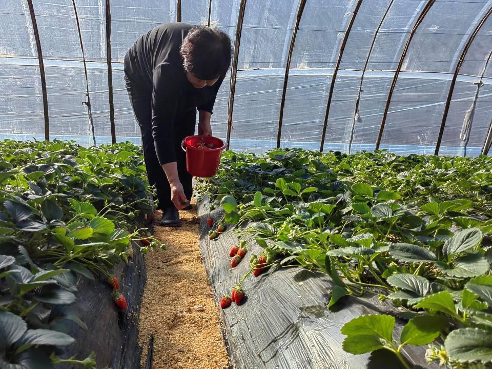 咖啡营养袋育苗技术，种植效率与品质的关键提升策略