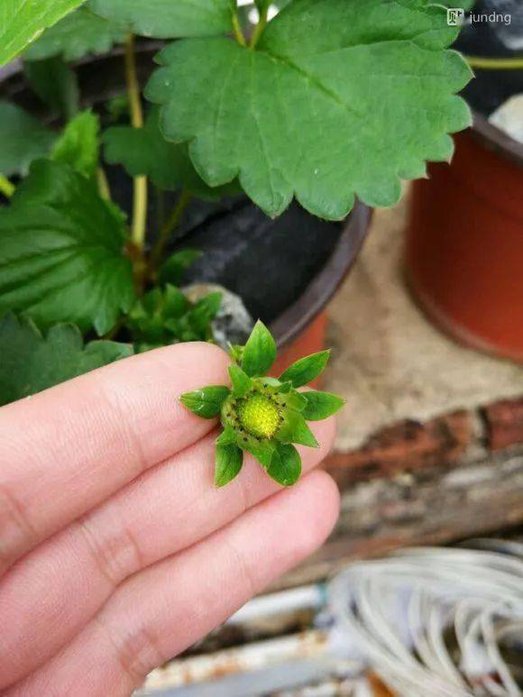 草莓种植袋育苗技术，绿色高效的种植新模式探索