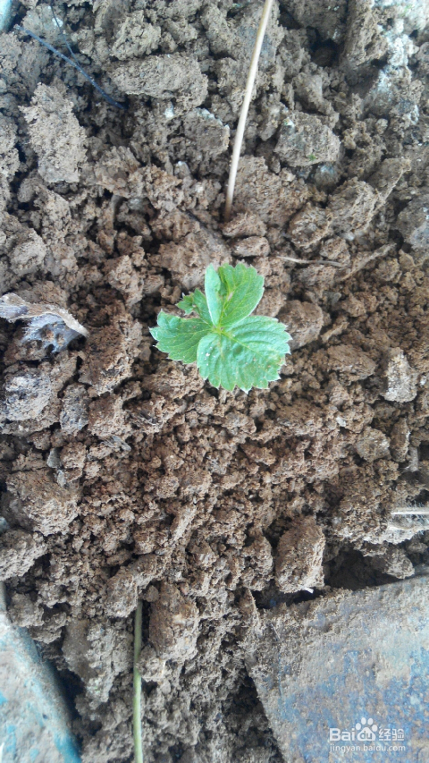 植物育苗套袋，现代农业生产的核心技术