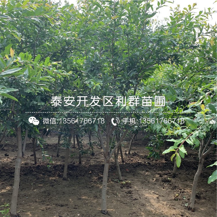 育苗袋种植石榴，创新种植技术揭秘