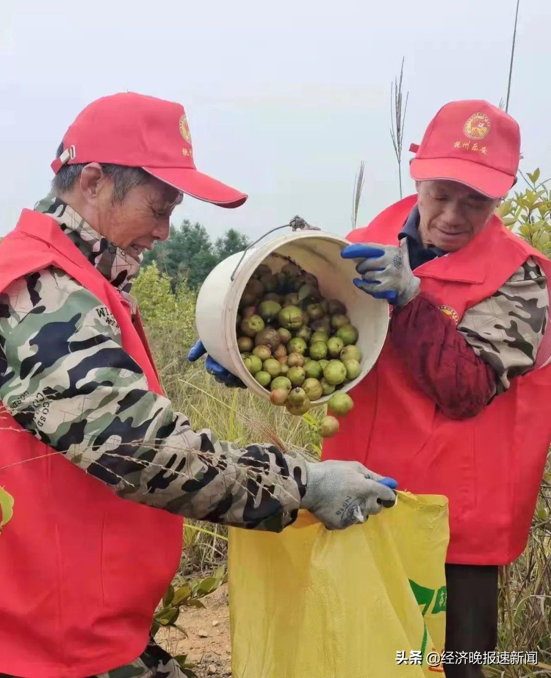 茶籽育苗袋，现代育苗技术的革新篇章