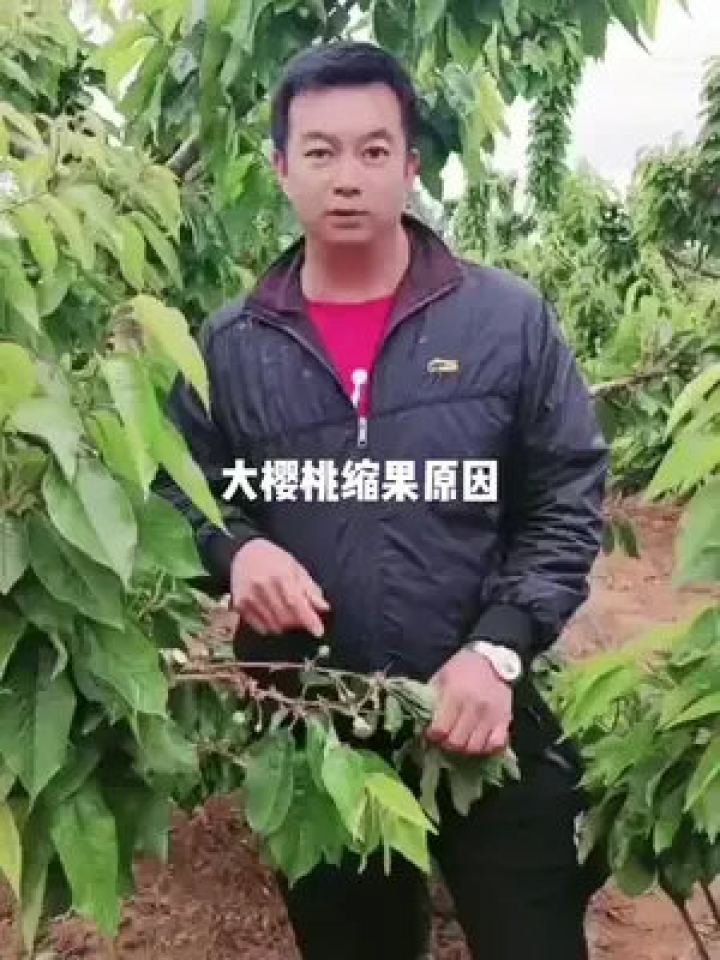 果树大育苗袋，现代果树种植的核心技术