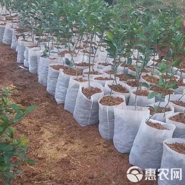 简易大号育苗袋，农业种植的革命性突破