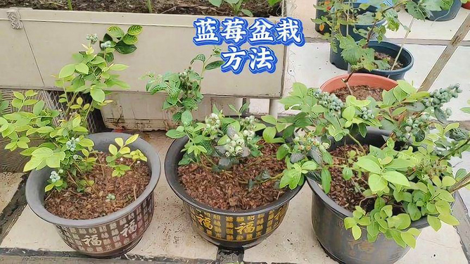 育苗袋盆栽蓝莓，新型种植体验探索