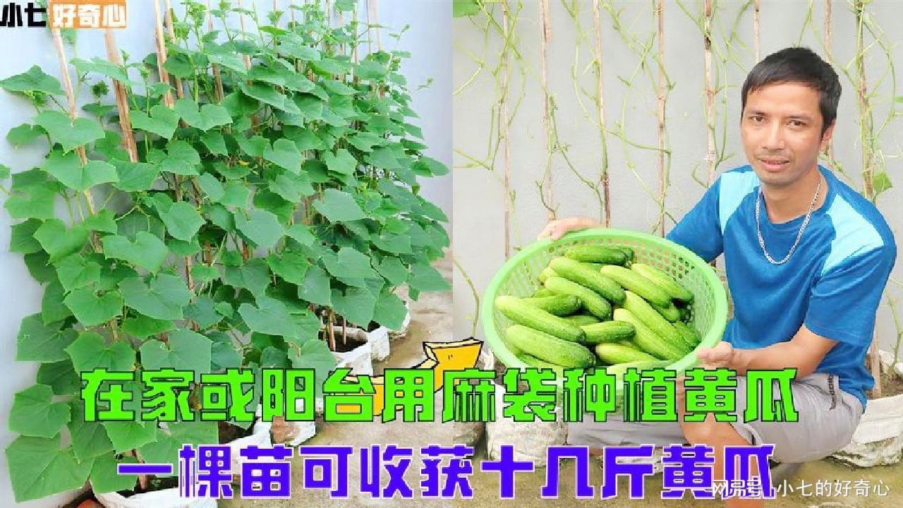 育苗袋种黄瓜，高效种植技术的探索与实践应用